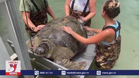 Nắng nóng khiến hầu hết rùa biển là con cái