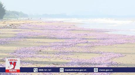 Ngao tự nhiên chết trôi dạt vào bờ biển Thanh Hóa