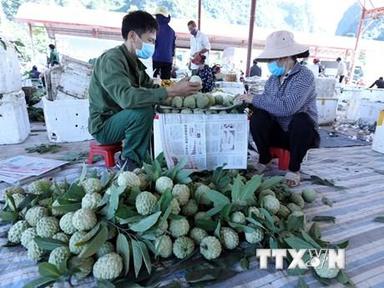 Khai mạc tuần lễ quảng bá đặc sản na Lạng Sơn tại Hà Nội