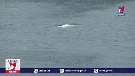 Giải cứu cá voi Beluga lạc trên sông Seine