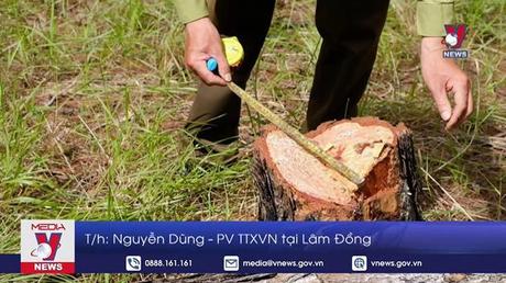 Khởi tố, bắt tạm giam 3 bị can liên quan vụ triệt hạ rừng thông Đà Lạt