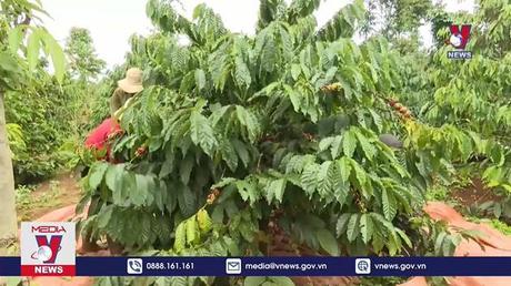 Hỗ trợ nông dân làm giàu từ trồng cà phê bền vững