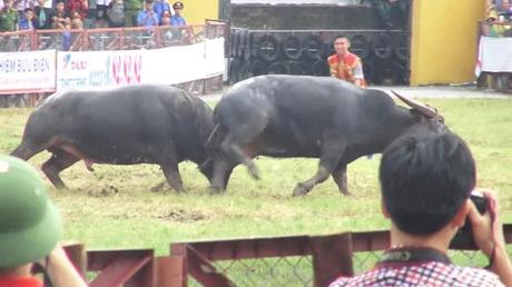 Lễ hội chọi trâu Đồ Sơn trở lại