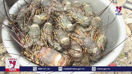 Hàng trăm lồng nuôi tôm hùm, cá biển bị chết