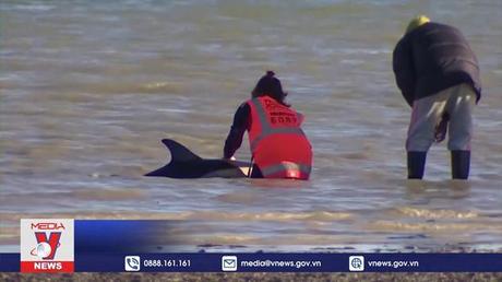 New Zealand giải cứu cá heo mắc cạn