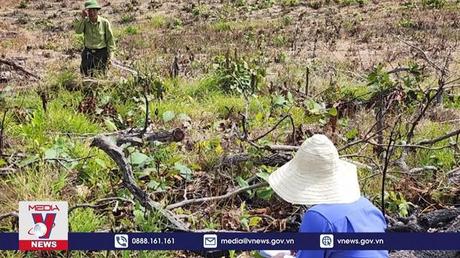 Gia Lai điều tra vụ phá 6 ha rừng làm rẫy