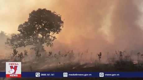 Nạn phá rừng lên mức đáng báo động ở Amazon