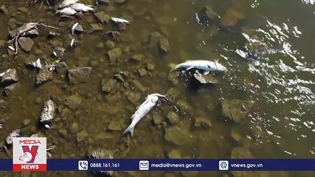 Đức và Ba Lan điều tra sự cố khiến cá chết trên sông Oder