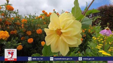 Rực rỡ “xứ hoa” Colombia mùa lễ hội