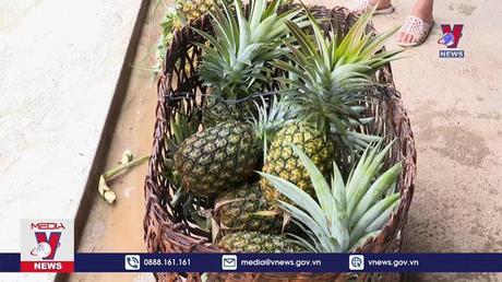 Bản người Mông thoát nghèo từ cây dứa