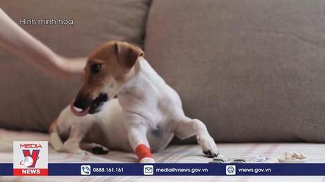 Phát hiện trường hợp người lây đậu mùa khỉ cho chó đầu tiên