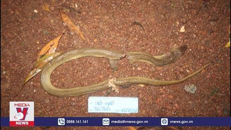 Dùng mẹo dân gian chữa rắn độc cắn, người đàn ông tử vong