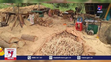 Gia Lai xác minh vụ cất giữ 76 lóng gỗ tại vườn