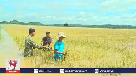 Trên 5.000 ha cây trồng tại Đắk Lắk bị thiệt hại do mưa lũ