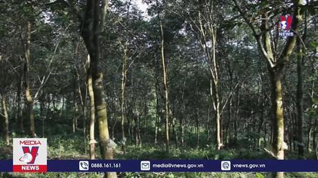 Tranh chấp kéo dài gần 10 năm tại dự án trồng cao su ở Nghệ An