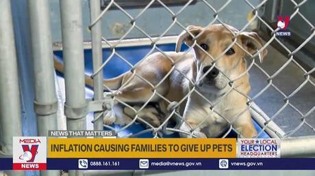 Túng bấn, nhiều người bỏ nuôi thú cưng