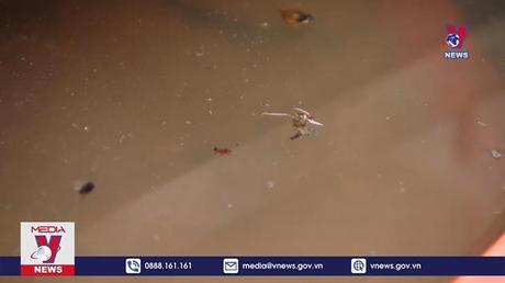 Giám sát, xử lý sớm ổ dịch sốt xuất huyết