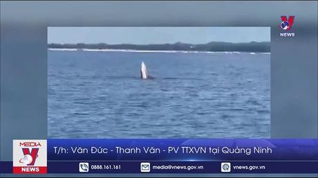 Cá voi xuất hiện trên vùng biển Móng Cái, Quảng Ninh 