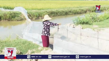 Quảng Bình nỗ lực ngăn chặn chuột phá lúa