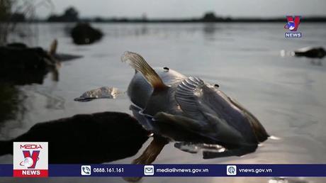 Điều tra nguyên nhân cá chết hàng loạt ở sông Oder 