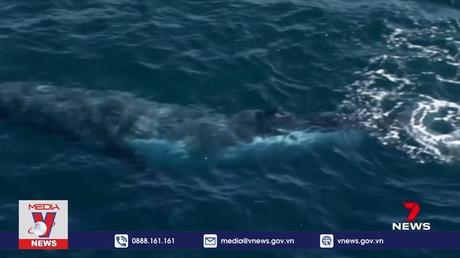 Cá voi lưng gù xuất hiện ở ngoài khơi Australia