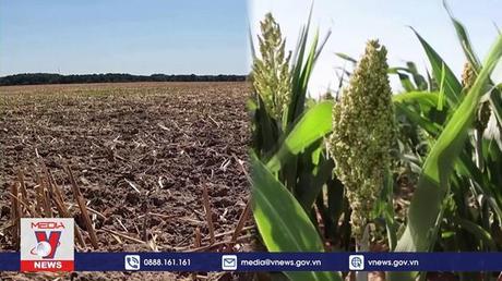 Hạn hán tác động nghiêm trọng tới nông nghiệp châu Âu