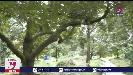 Tiền Giang xây dựng chuỗi liên kết sản xuất, tiêu thụ sầu riêng