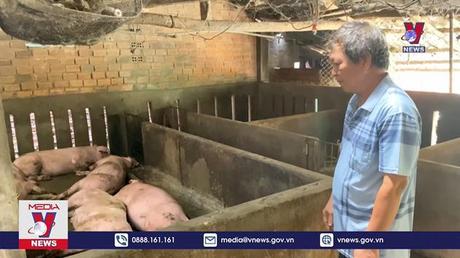 Lợn chết sau khi tiêm vắc xin dịch tả lợn Châu Phi 