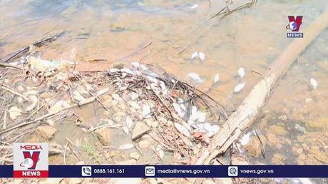 Cá chết hàng loạt tại hồ chứa Bộc Nguyên, Hà Tĩnh