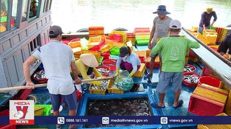 Hải sản tăng giá, ngư dân phấn khởi vươn khơi