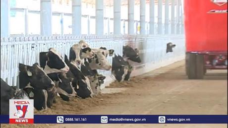 Vinamilk tiếp nhận thành công 1.000 bò sữa cho trang trại Vinamilk Lao-Jagro