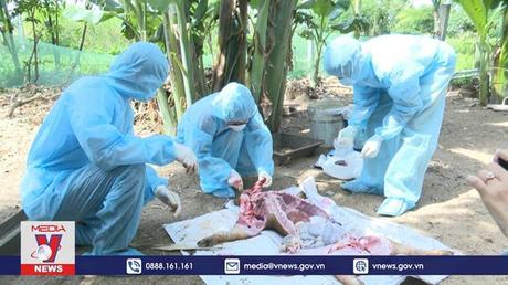 Phú Yên tạm dừng tiêm vaccine dịch tả lợn