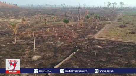 Cháy rừng Amazon nghiêm trọng nhất 15 năm qua