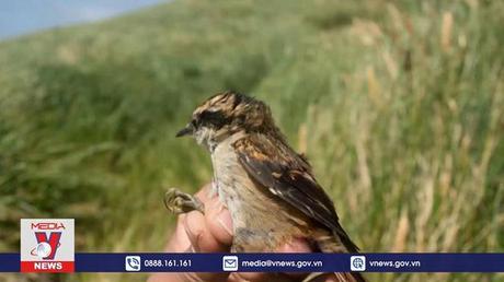 Phát hiện một loài chim mới ở Chile