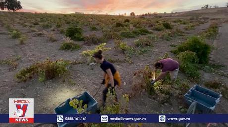 Vụ nho tại Tây Ban Nha bị ảnh hưởng do nắng nóng