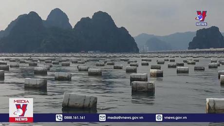 Đình chỉ 4 cán bộ liên quan đến nuôi trồng sai phép  trên vịnh Bái Tử Long 