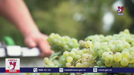 Những vườn nho Pháp thích ứng với biến đổi khí hậu