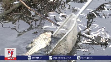 Cá chết hàng loạt do tảo độc ở Mỹ