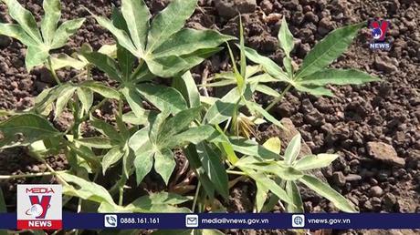 Hơn 14.500 diện tích sắn tỉnh Phú Yên bị nhiễm bệnh khảm lá 