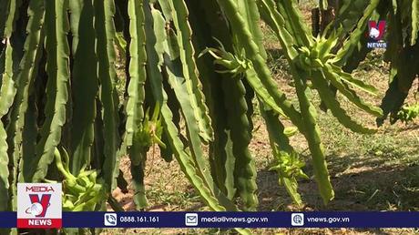 Chỉ dẫn địa lý – Nâng tầm nông sản