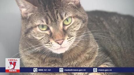 Các trạm tạm trú nắng nóng cho chó mèo tại Mỹ