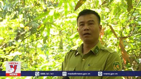 Phát triển cây sa nhân dưới tán rừng ở Nậm Pồ