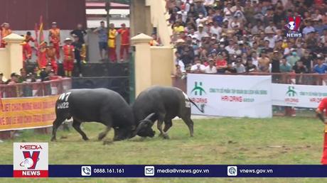 Tưng bừng lễ hội chọi trâu Đồ Sơn 2022 