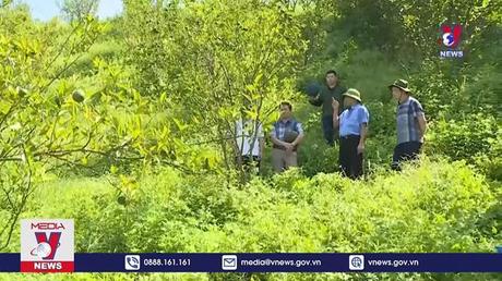 Hàng nghìn héc ta cam sành Hà Giang bị bệnh vàng lá 