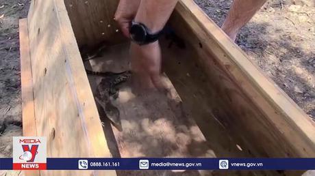 Cuba nỗ lực bảo tồn giống cá sấu hiếm nhất hành tinh