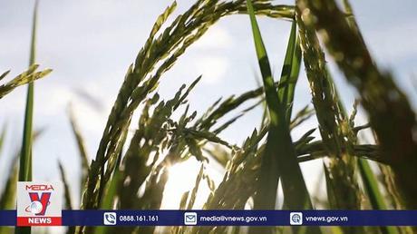 Nguồn cung gạo thế giới được đảm bảo nhờ các nước xuất khẩu chủ chốt