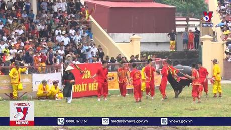 Không có việc trâu chọi Đồ Sơn bị tiêm thuốc kích thích