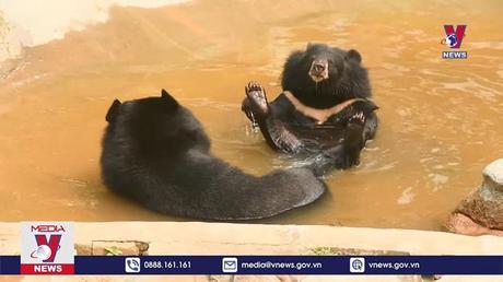 Hồi sinh những chú gấu bất hạnh