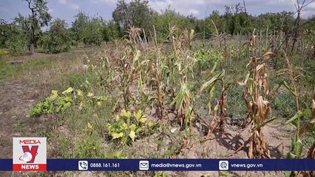 Nắng nóng cực đoan đe dọa sản lượng lương thực toàn cầu