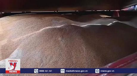 Ukraine triển khai kế hoạch xuất khẩu ngũ cốc